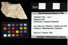 Foto (Objket + Etiketten) von Decapoda indet. 